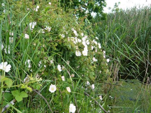 A bank of dog roses